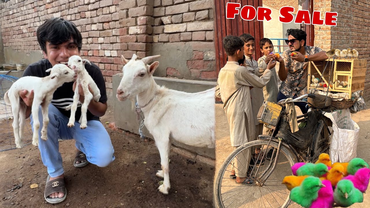 Pari Ky Baby Agea 😍 Mamu Ny Chicks Ki Dokan Laga Di 🐥