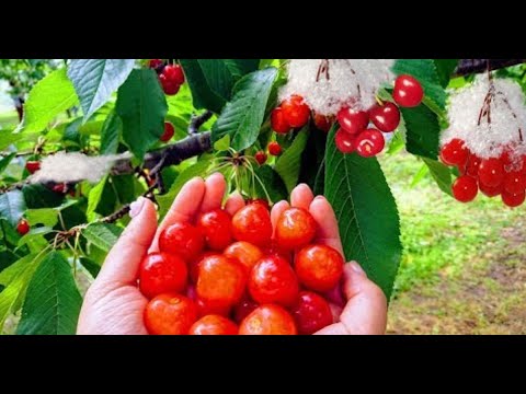 Hand-Harvesting Cherries & Machine-Harvesting Cherries – Cherry Sorting And Packaging Factory