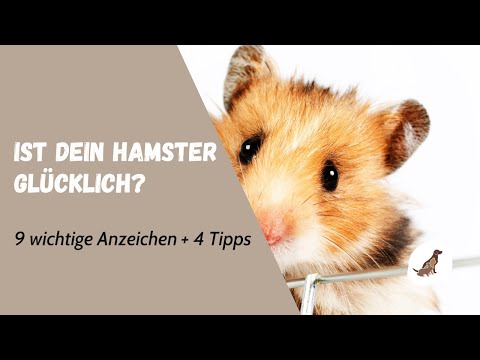 9 Anzeichen: Ist dein Hamster glücklich? [inkl. 4 genialer Tipps]