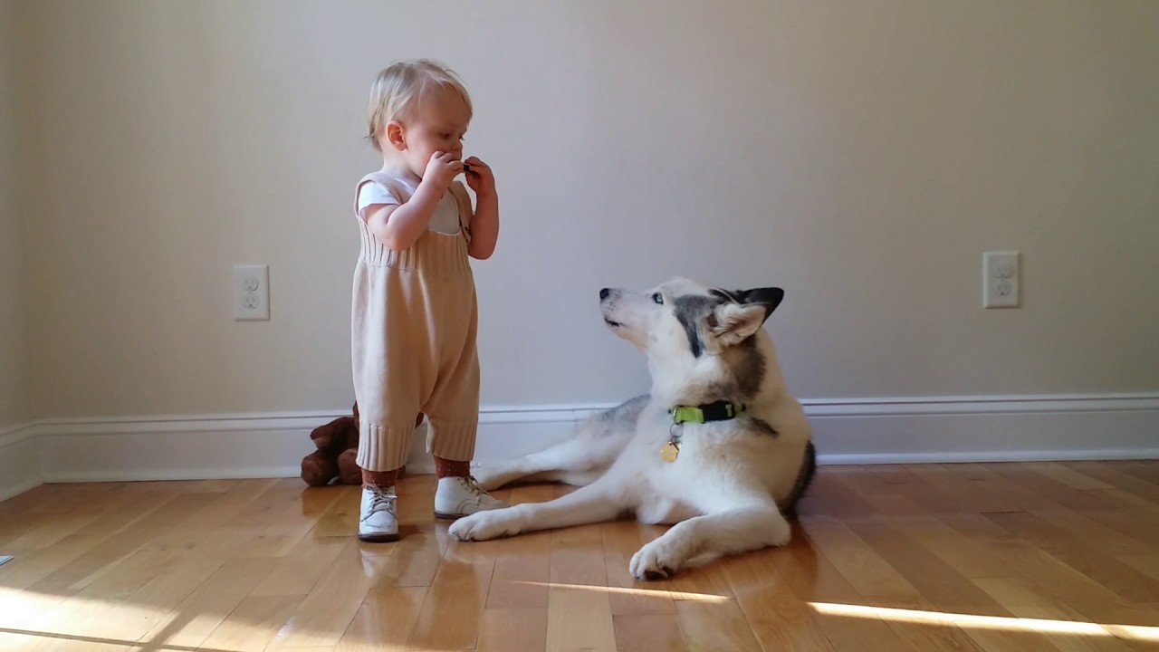 Baby plays harmonica to singing dog - YouTube