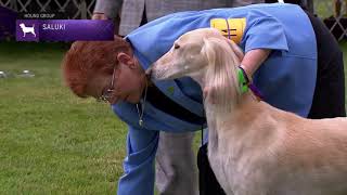 Saluki | Breed Judging 2021