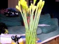 Daffodils