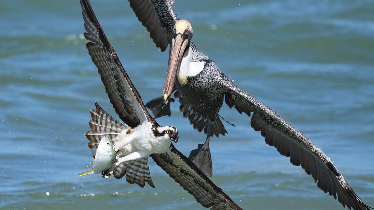 NIKON Z9 - Your Questions Answered - Auto Focus Consistency - EVF