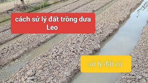 Sử lý  đất  trước khi xuống giống/ kỹ thuật trồng dưa leo  2025