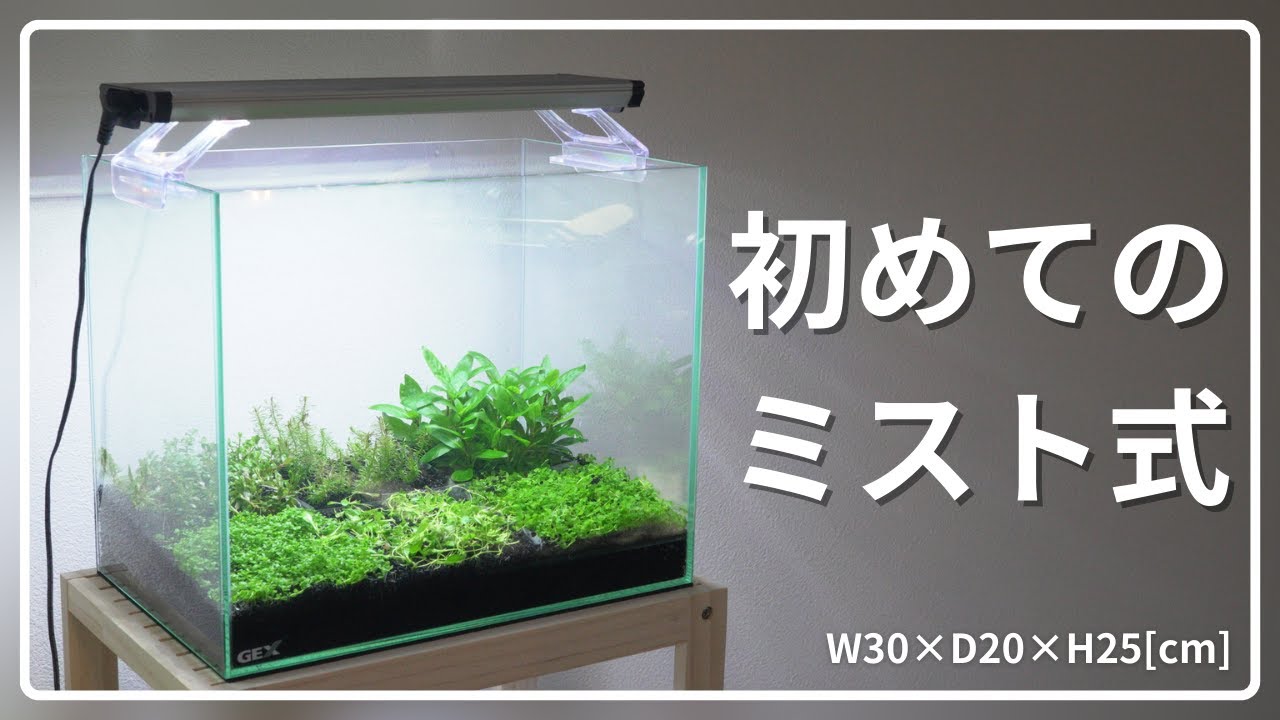 ヤドクガエル水槽（レイアウト済）＋ミスト装置 ヤドクガエルの飼い方ガイド – おたま商会