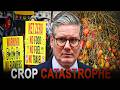 UK Government PANICS After Labor Shortage Leaves Crops Rotting in Fields