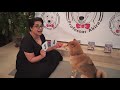 Meet the clever dog Akira who can count to ten, answer questions and even do sums