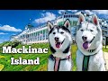 My Husky Exploring Mackinac Island for the FIRST Time!