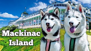 My Husky Exploring Mackinac Island for the FIRST Time