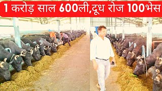 1करोड़ साल 600ली, दुध रोज 100भेस buffalo largest dairy farm dairysolutionbysatish