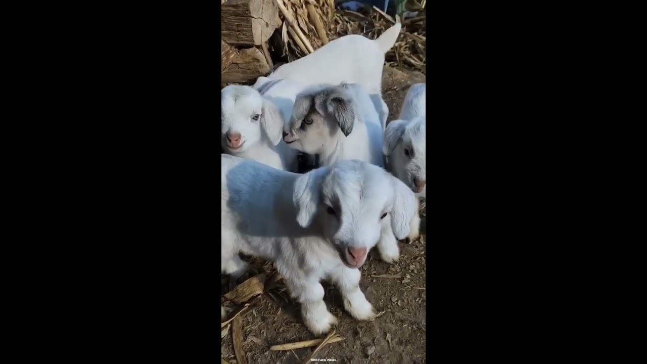 Cute Baby Goats Shorts