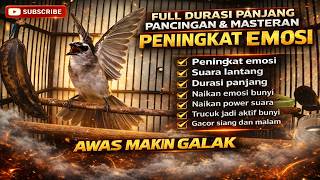 TRUCUKAN GACOR EMOSI BUNYI PANCINGAN SUARA TERBAIK TRUCUK CEPAT EMOSI RAJIN BUNYI