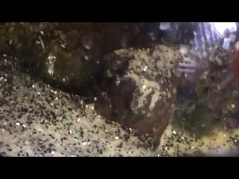 herping gear SALAMANDER BRO's