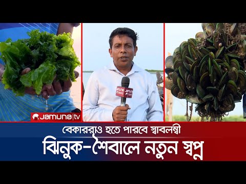 সবুজ ঝিনুক-শৈবালে নতুন স্বপ্ন বুনছে উপকূলের মানুষ | Green Mussel Farming