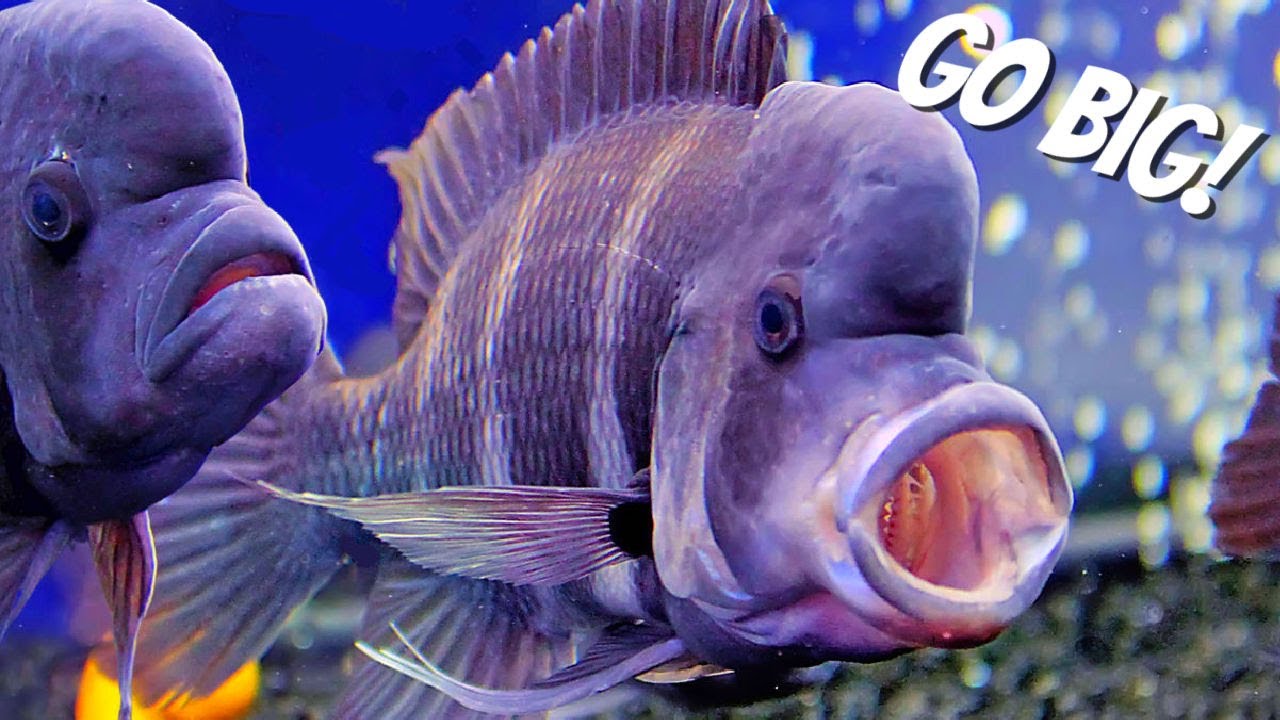 THIS Is The Aquarium Size You NEED YouTube THIS Is The Aquarium Size You NEED YouTube