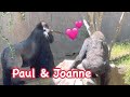 Gorilla Love ❤️ Paul and Joanne mated.💕Why does Imani act like Paul is her brother?
