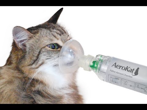 Video: Inflamación Crónica De Los Bronquios En Gatos