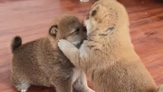 이빨도없으면서 뭘싸워