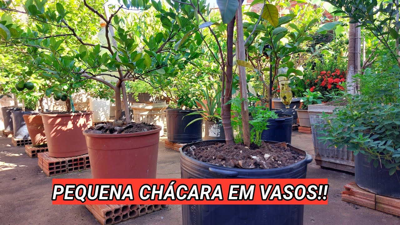 TOUR - COMO ESTÃO AS FRUTÍFERAS EM VASOS E NO QUINTAL | ATUALIZAÇÃO 2025!! #feliz2025
