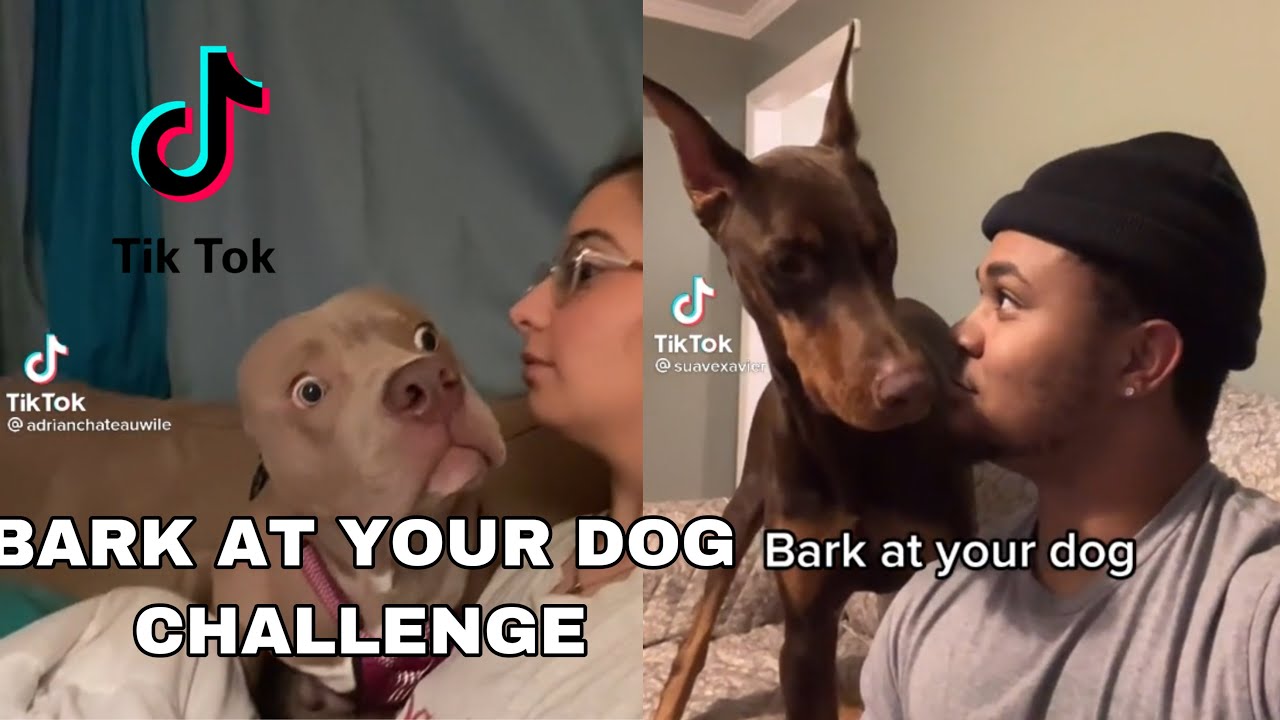 BARK AT YOUR DOG CHALLENGE TIKTOK COMPILATION YouTube