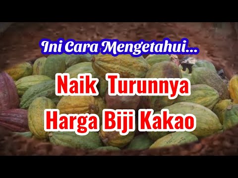 Video: Berapa Banyak Koko Dalam Coklat