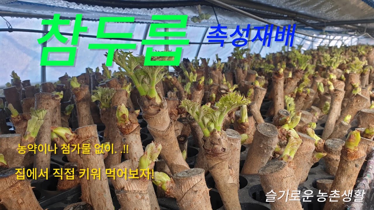참두릅 촉성재배 - 집에서 먹는 방법 (#신구두릅 #참두릅 #신구종근 #두릅 #종근 #신구종근 #두릅묘목 )