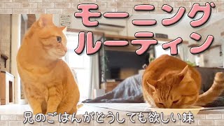 猫のモーニングルーティンごはんを横取りしたい妹とのんびり兄 by ミルダーズハウス 134 views 1 year ago 13 minutes, 34 seconds