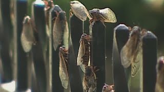 2024: Year of the cicada in Illinois? Local expert weighs in