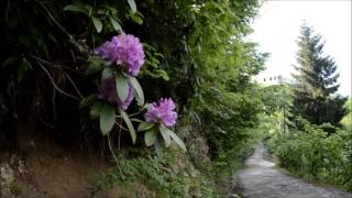 Farid Farjad... Golha