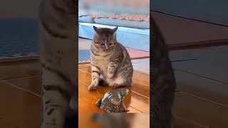 😂 USA Virals funny tiktok videos 2026 #FunnyTikToks