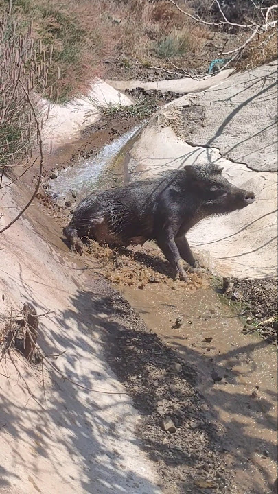 Babi Hutan yang Menakjubkan Meluncur di Gunung 🐗⛰️💨 #babi hutan #babi #babi hutan #viral #pendek #babi hutan #satwa liar