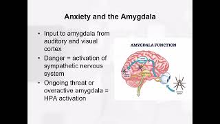 Ch 9 -Neurobiology of Anxiety