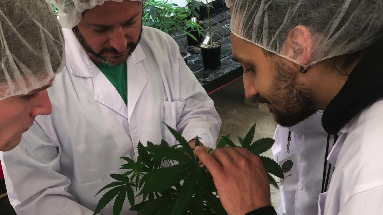 Local's Tours Bulldog Weed