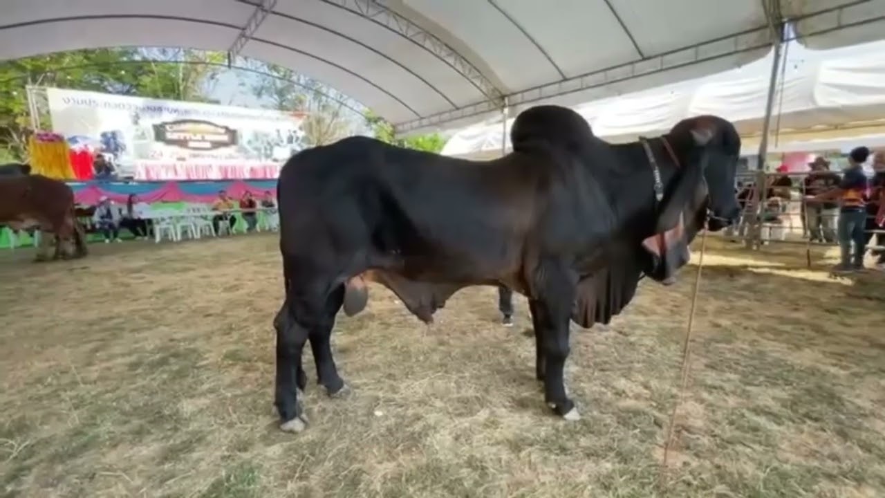 5ล้าน ทุกตัว