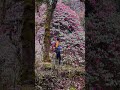The BhairavKunda trek is a short but adventurous journey to a holy highaltitude lake ineasternNepal.