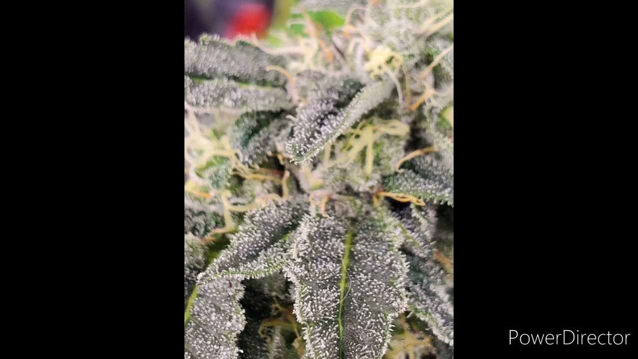 Blueberry Bubble Gum time Laps.