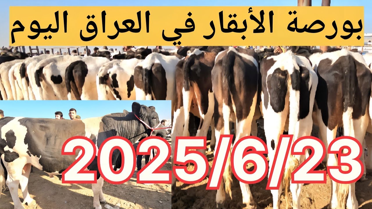 #سوق_الأبقار  في العراق سوق محافظة ديالى وسط العراق