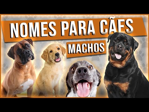 Vídeo: 250+ nomes e significados exclusivos do cão preto