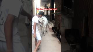 Street Cow Ko Khilaya Fresh Kheera  | Dekho Reaction 😱🐄  #gaumata #cow #cowfeeding #streetcow #short