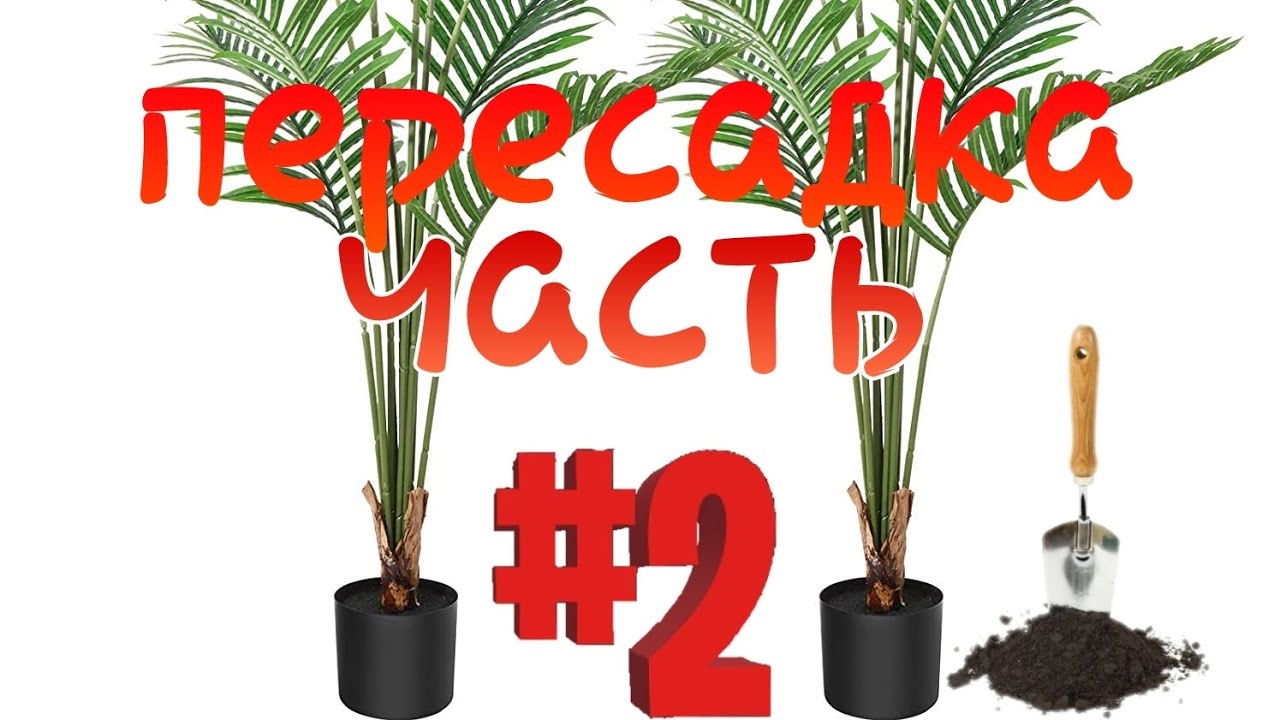 Пересаживаю Ареку. Часть 2 #растения#арека#пальма#пересадка#пересаживаю ...