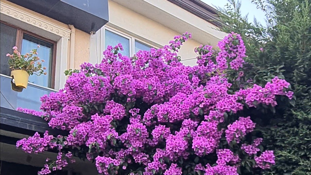 Nilüfer ve Su sümbüllerini İçeri Aldım, Dışarda Kalan Bitkiler