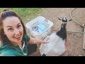 She's ready to POP!  (getting ready for a goat birth!)