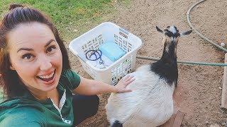 She's ready to POP!  (getting ready for a goat birth!)