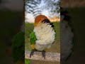 The Best Parrot Breed Ever Are Caiques They Are So Smart And Easy To Train Pets Parrot Caique 