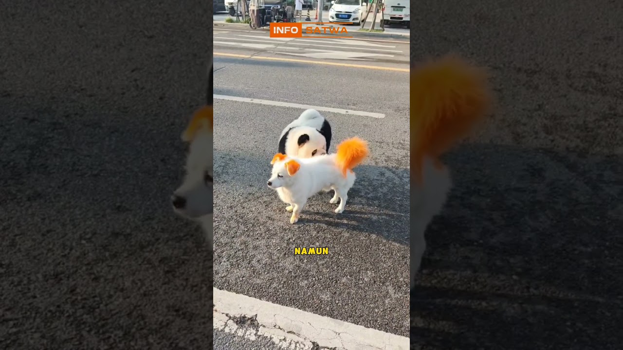 Anjing menyerupai panda. INFOSATWA 
