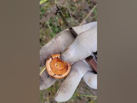 Гриб Рыжик. Как отличить рыжик от волнушки. #Shorts#Рыжики - YouTube