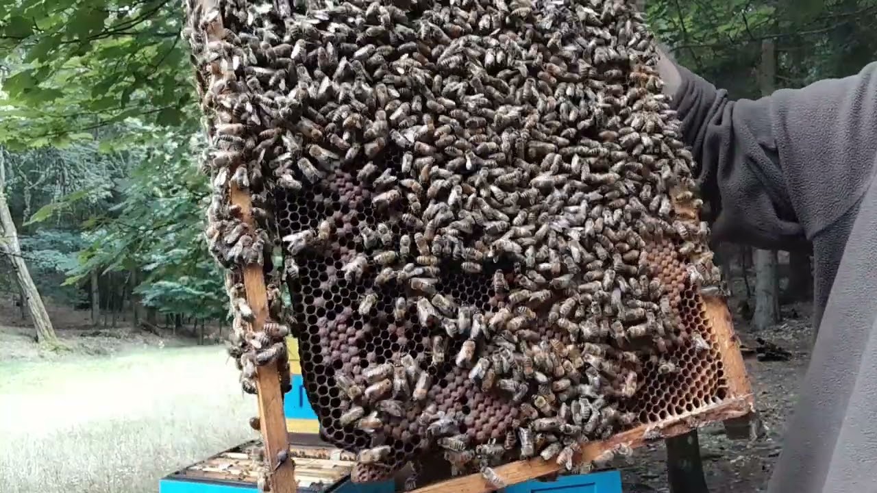 Elgonka- medobraní, výměna matky a milá překvapení :-)