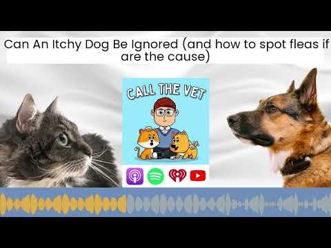 Can An Itchy Dog Be Ignored (and how to spot fleas if are the cause)
