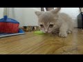 ЖАДНЫЙ КОТЁНОК ЕСТ И ЗЛИТСЯ | My Fun Pets