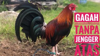 Download lagu perbandingan sebelum dan sesudah potong jengger